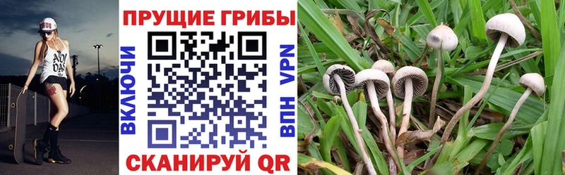 купить наркоту  Асбест  Псилоцибиновые грибы Psilocybine cubensis 
